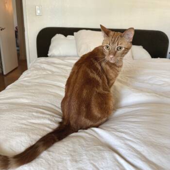 Rescue Domestic Short Hair Cats for Adoption in Los Angeles, California - Miko | PetCurious