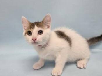 Patches -  Domestic Short Hair Cat for Adoption in Woodbury, Minnesota - Patches | PetCurious