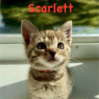 Domestic Short Hair Cats Available for Adoption in Reston, Virginia - Scarlett | PetCurious