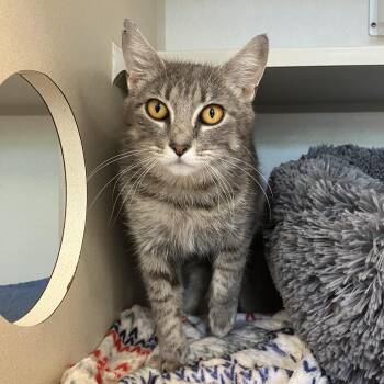 Porsche -  Domestic Short Hair Cat for Adoption in Eatontown, New Jersey - Porsche | PetCurious
