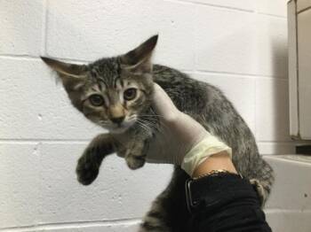 Domestic Short Hair Cats Available for Adoption in Thousand Palms, California - A1918923 | PetCurious