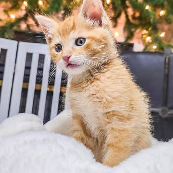 Brotherhood of Blades -  Domestic Medium Hair Cat for Adoption in Fredericksburg, Virginia - Brotherhood Of Blades | PetCurious