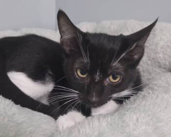 Rescue Domestic Short Hair Cats for Adoption in Waynesville, Missouri - Mikasa | PetCurious