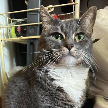 Dream -  Domestic Short Hair Cat for Adoption in Saugerties, New York - Dream | PetCurious