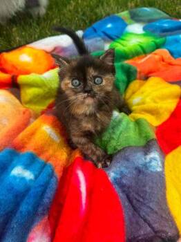 Toasted Marshmellow -  Domestic Medium Hair Cat for Adoption in Lincoln, Nebraska - Toasted Marshmellow | PetCurious