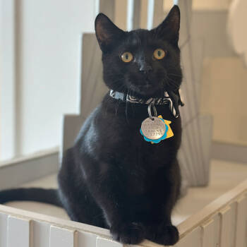 Rescue Domestic Short Hair Cats for Adoption in Port Washington, New York - Walter | PetCurious