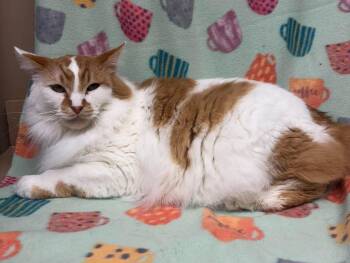 Calvin -  Turkish Angora Cat Available for Adoption in Maryville, Missouri - Calvin | PetCurious