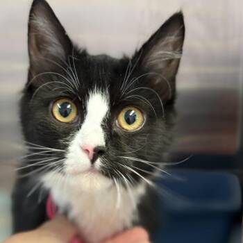 Domestic Short Hair Cats Available for Adoption in Fresno, California - Sparkle | PetCurious