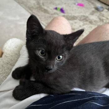 Sebastian -  Domestic Short Hair Cat for Adoption in Columbia, Missouri - Sebastian | PetCurious