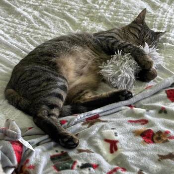 Dash -  Tabby and Domestic Short Hair Cat for Adoption in Newark, New Jersey - Dash | PetCurious