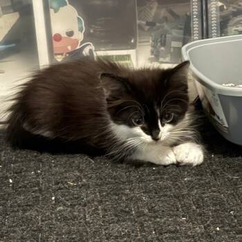 Outside -  Domestic Medium Hair Cat for Adoption in Westminster, California - Outside | PetCurious