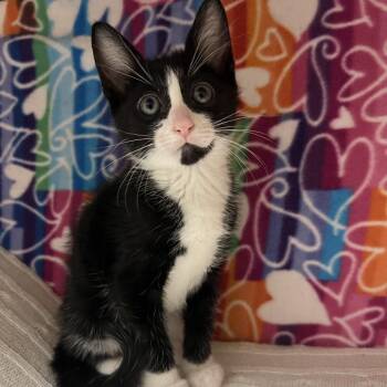 Captain Hook -  Domestic Short Hair Cat for Adoption - Captain Hook | PetCurious