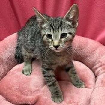 Capellini -  Tabby Cat for Adoption in Green Valley, Arizona - Capellini | PetCurious