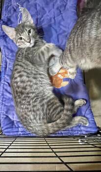 Murphy -  Domestic Short Hair Cat for Adoption in Lacon, Illinois - Murphy | PetCurious