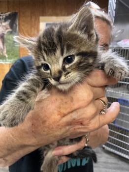 Abyssinian Cats Available for Adoption in Dyersburg, Tennessee - Marbles | PetCurious