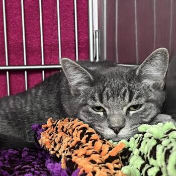 Fergie -  Domestic Short Hair Cat for Adoption in Idaho Falls, Idaho - Fergie | PetCurious