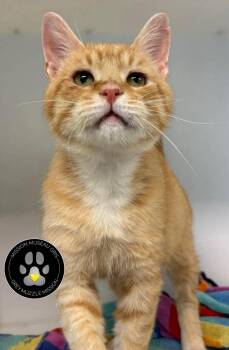 Tiago -  Domestic Short Hair Cat for Adoption in Delson, Quebec - Tiago | PetCurious