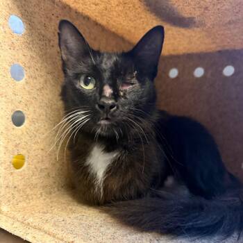 TUSC-Stray-85628 -  Domestic Short Hair Cat for Adoption in Tuscaloosa, Alabama - TUSC-Stray-85628 | PetCurious