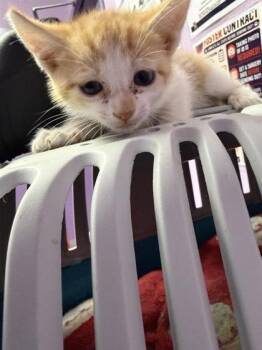 61749253 -  Domestic Short Hair Cat for Adoption in El Paso, Texas - 61749253 | PetCurious