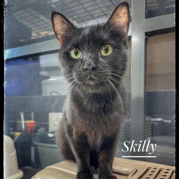 Rescue Bombay Cats for Adoption in Sebring, Florida - Skilly | PetCurious