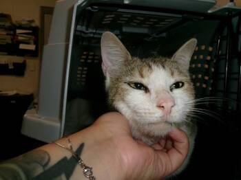 A532984 -  Domestic Short Hair Cat for Adoption in St. Peters, Missouri - A532984 | PetCurious