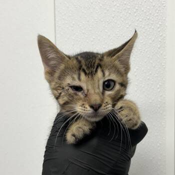 Domestic Short Hair Cats Available for Adoption in Abilene, Texas - Fast Freddy | PetCurious