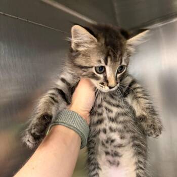 Toffee -  Domestic Short Hair Cat for Adoption in Port Charlotte, Florida - Toffee | PetCurious
