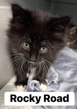 Rescue Maine Coon and Domestic Long Hair Cats for Adoption in Vienna, Virginia - Rocky Road | PetCurious