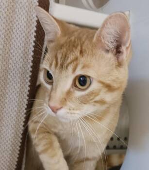Tater -  Domestic Short Hair Cat for Adoption in Oakland, California - Tater | PetCurious