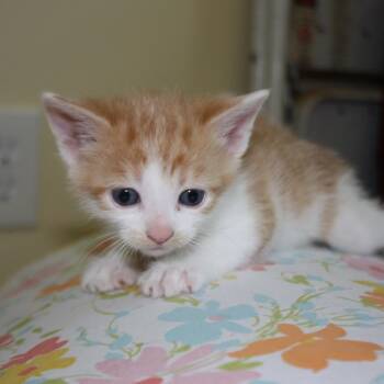 Princess Bride Litter- Fezzik -  Domestic Short Hair Cat Available for Adoption in Washington, District Of Columbia - Princess Bride Litter- Fezzik | PetCurious
