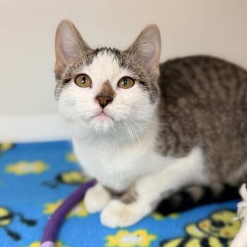 Domestic Short Hair Cats Available for Adoption - Lil Kim | PetCurious