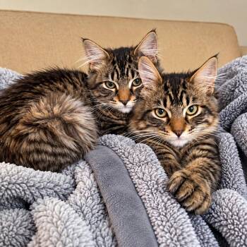 Crosby -  Domestic Long Hair Cat for Adoption in Hopkinton, Massachusetts - Crosby | PetCurious