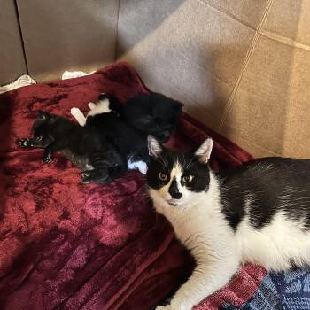 Domestic Short Hair Cats Available for Adoption - Momma / Mrs Meow 0125  OS | PetCurious