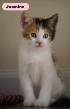 Domestic Long Hair Cats Available for Adoption - April & Her Kittens | PetCurious