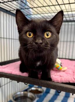 Betty -  Domestic Short Hair Cat for Adoption in Gillette, Wyoming - Betty | PetCurious