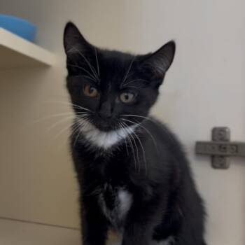 Domestic Short Hair Cats Available for Adoption in Marysville, Ohio - Bella | PetCurious