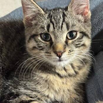 Rescue Domestic Short Hair Cats for Adoption in Braintree, Massachusetts - Cute Tiger Kittens | PetCurious