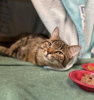 Lily (Simba) -  Domestic Short Hair Cat for Adoption in Montreal, Quebec - Lily (Simba) | PetCurious