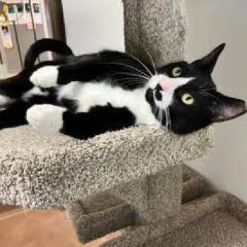 Rescue Tuxedo Cats for Adoption in Green Valley, Arizona - Tux | PetCurious