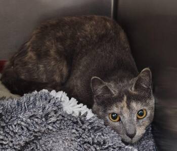 Domestic Short Hair Cats Available for Adoption in Saint Clairsville, Ohio - Pumpkin Seed | PetCurious