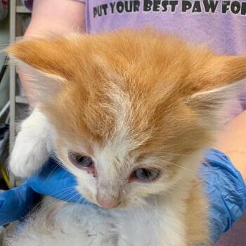 Wrangler -  Domestic Short Hair Cat Available for Adoption in Mt. Juliet, Tennessee - Wrangler | PetCurious