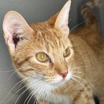 Chuckles -  Domestic Short Hair Cat for Adoption in Davenport, Iowa - Chuckles | PetCurious