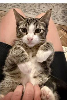 Java & Bellini -  Domestic Short Hair Cat for Adoption - Java & Bellini | PetCurious