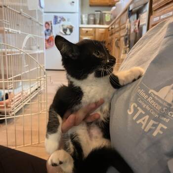 Sweet Dee -  Domestic Short Hair Cat for Adoption in Salisbury, Massachusetts - Sweet Dee | PetCurious