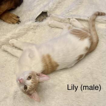 Lily (boy) -  Tabby Cat for Adoption in Tustin, California - Lily (boy) | PetCurious
