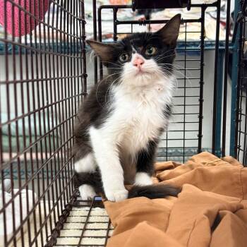 Bumblebee -  Domestic Medium Hair Cat for Adoption in Las Cruces, New Mexico - Bumblebee | PetCurious