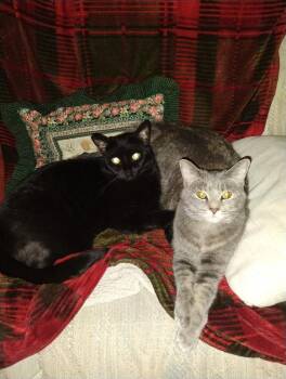 Rescue Domestic Short Hair Cats for Adoption in Richland Center, Wisconsin - G And B - Courtesy Post | PetCurious
