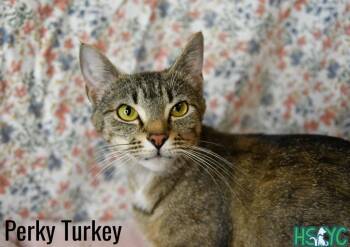 Domestic Short Hair Cats Available for Adoption in Fort Mill, South Carolina - Perky Turkey | PetCurious