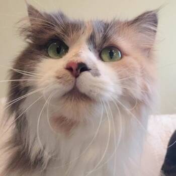 Piper -  Domestic Long Hair Cat Available for Adoption in Lauderdale, Minnesota - Piper | PetCurious