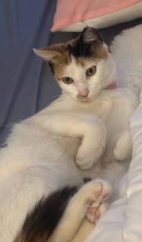 Domestic Short Hair Cats Available for Adoption - Layla | PetCurious